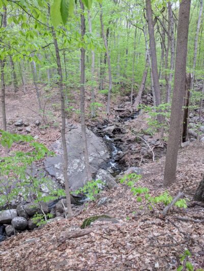 Rockleigh Woods Sanctuary - Rockleigh, NJ