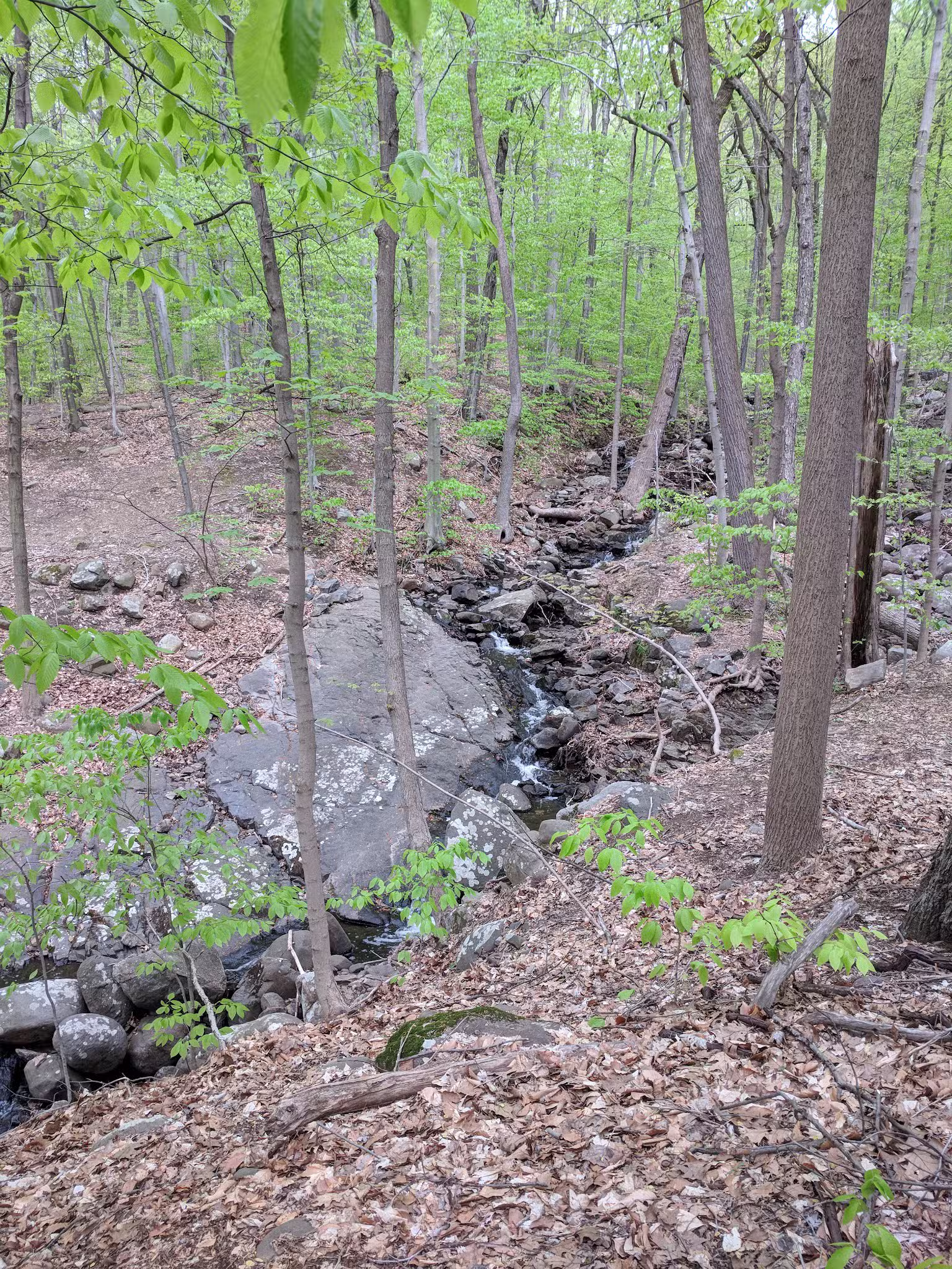 Rockleigh Woods Sanctuary - Rockleigh, NJ