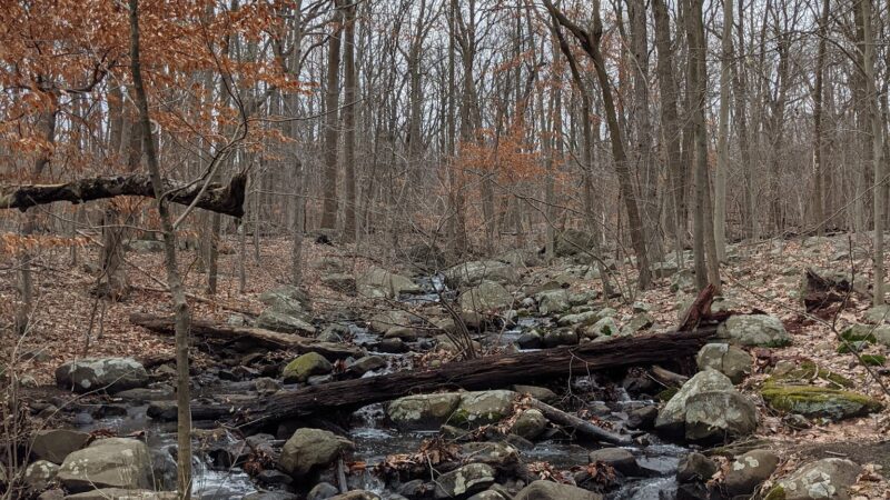 Rockleigh Woods Sanctuary - Rockleigh, NJ