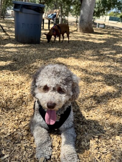 RRUFF Dog Park - Rocklin, CA