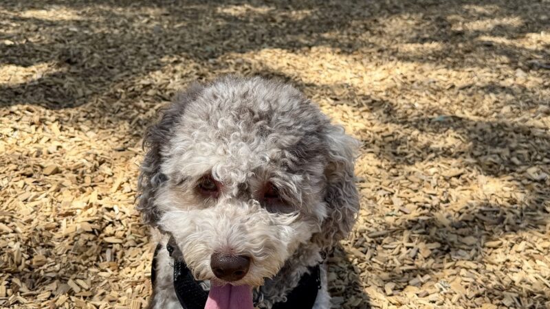 RRUFF Dog Park - Rocklin, CA