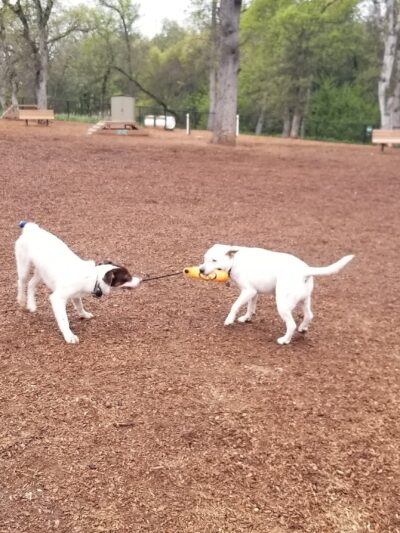 RRUFF Dog Park - Rocklin, CA