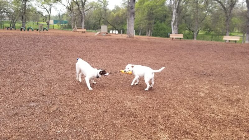 RRUFF Dog Park - Rocklin, CA