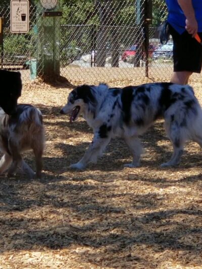 RRUFF Dog Park - Rocklin, CA