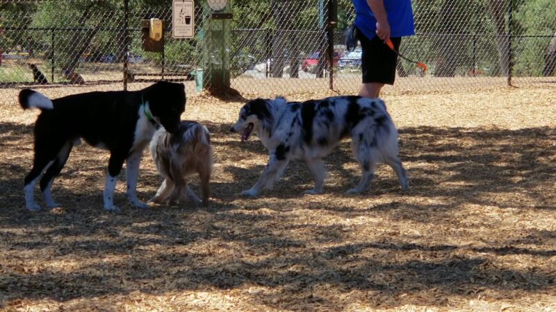 RRUFF Dog Park - Rocklin, CA