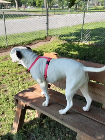 Rockville Dog Park - Rockville, IN