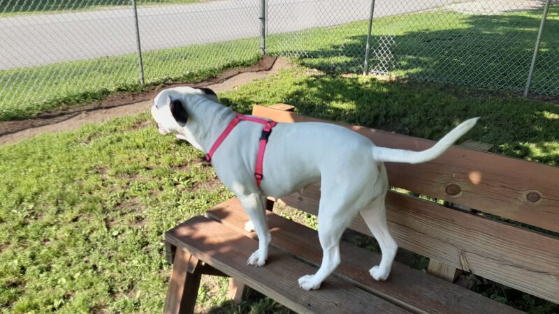 Rockville Dog Park - Rockville, IN