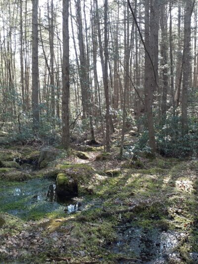 Narragansett Trail Trailhead - Rockville, RI