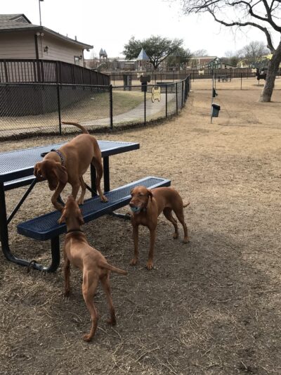 Harry Myers Dog Park - Rockwall, TX