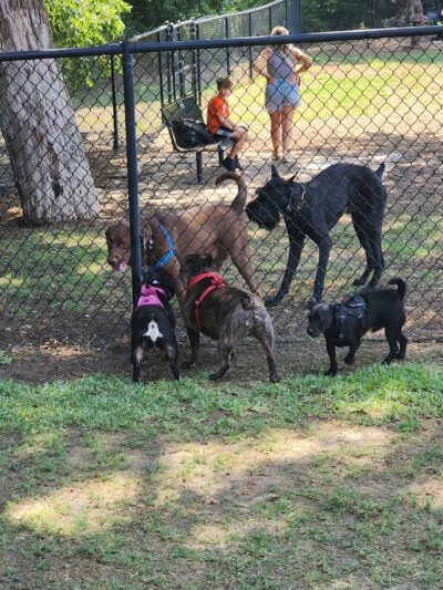 Harry Myers Dog Park - Rockwall, TX