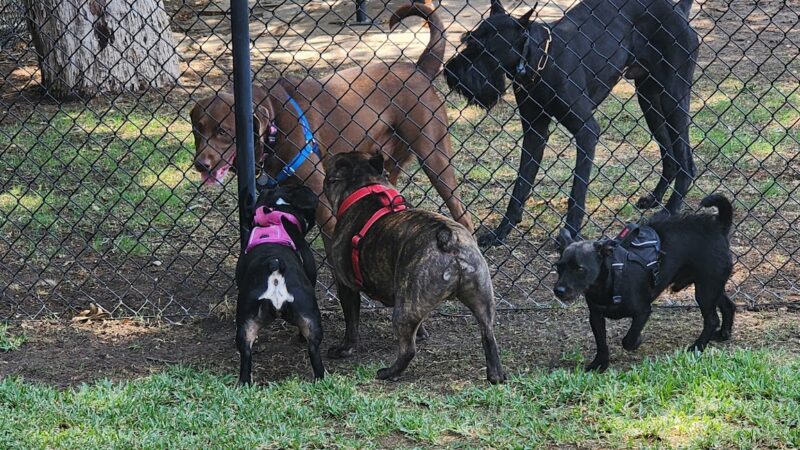 Harry Myers Dog Park - Rockwall, TX