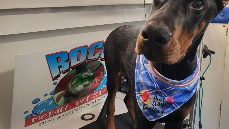Roco Mobile Pet Spa - ,