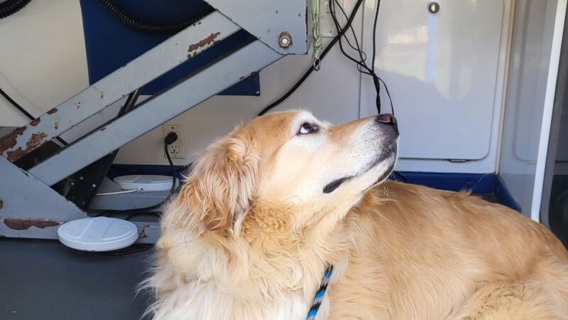 Roco Mobile Pet Spa - ,