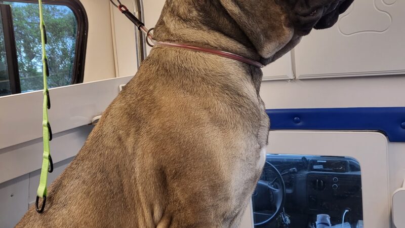 Roco Mobile Pet Spa - ,