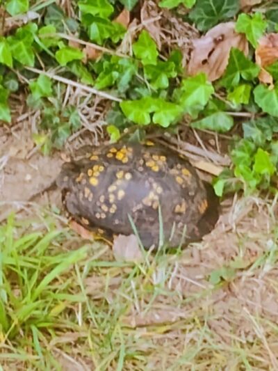 Pleasant Valley Park - Rohrersville, MD