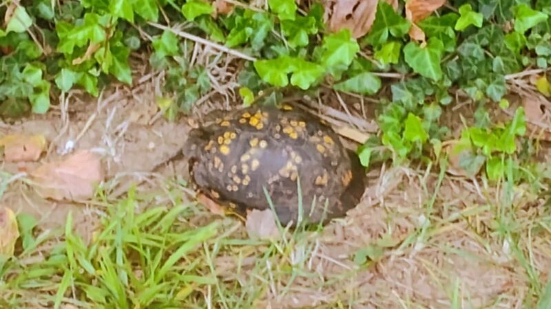 Pleasant Valley Park - Rohrersville, MD