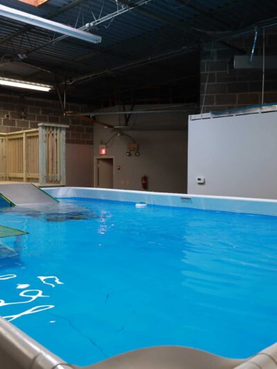 Doggy Gym and Swim - Rolling Meadows, IL