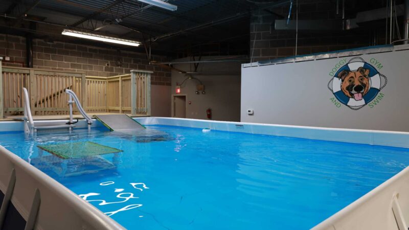 Doggy Gym and Swim - Rolling Meadows, IL