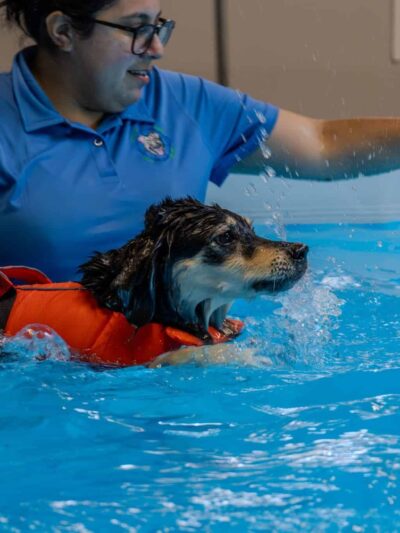 Doggy Gym and Swim - Rolling Meadows, IL