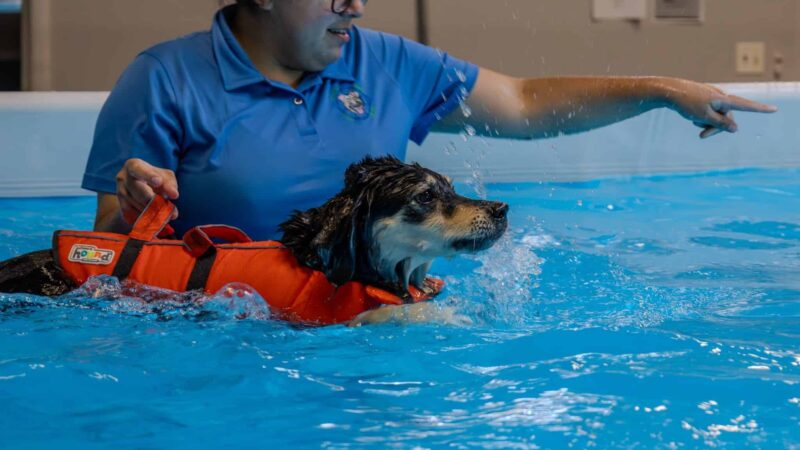 Doggy Gym and Swim - Rolling Meadows, IL