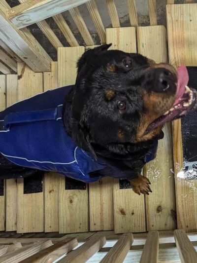 Doggy Gym and Swim - Rolling Meadows, IL