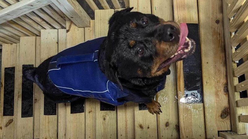 Doggy Gym and Swim - Rolling Meadows, IL