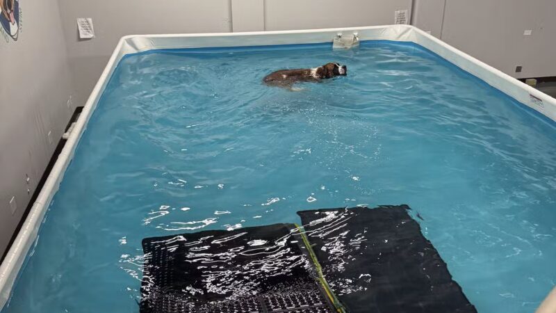 Doggy Gym and Swim - Rolling Meadows, IL