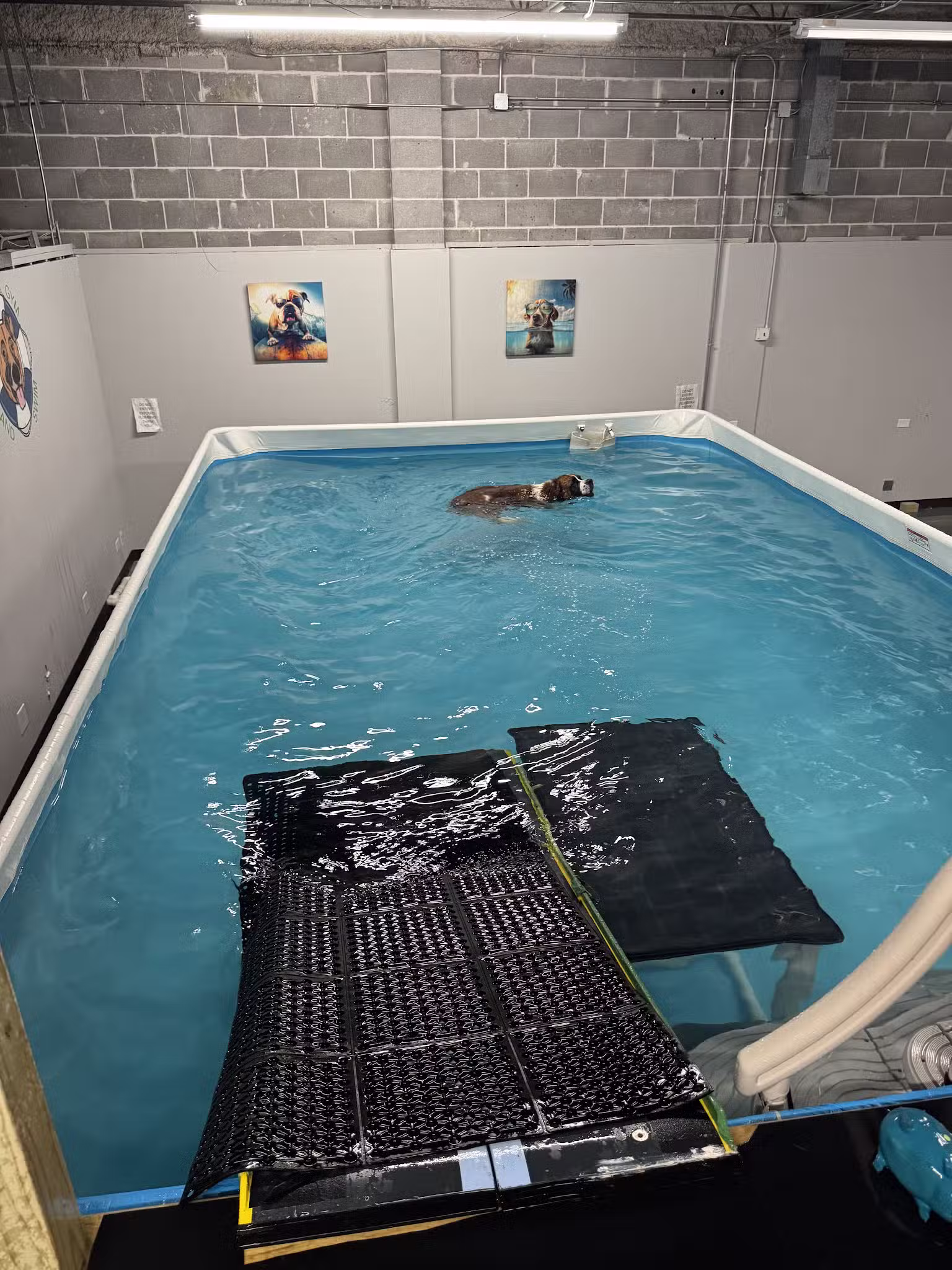 Doggy Gym and Swim - Rolling Meadows, IL