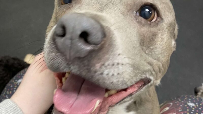 Meadows Dog House - Rolling Meadows, IL