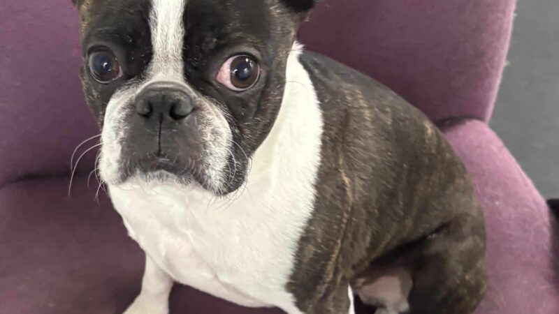 Meadows Dog House - Rolling Meadows, IL