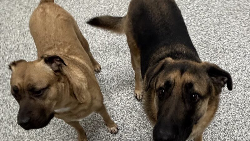 Meadows Dog House - Rolling Meadows, IL