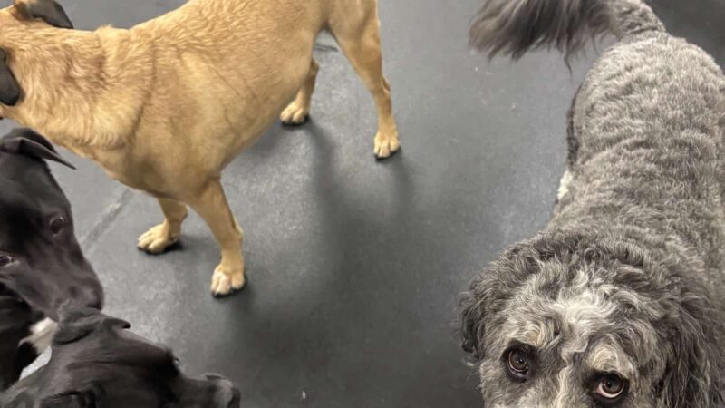 Meadows Dog House - Rolling Meadows, IL