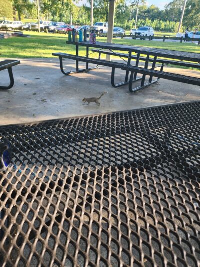 Dog park - Rome, GA