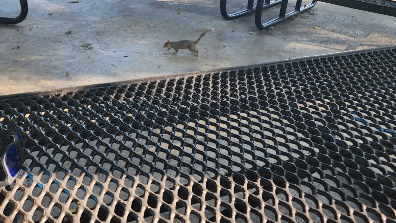 Dog park - Rome, GA