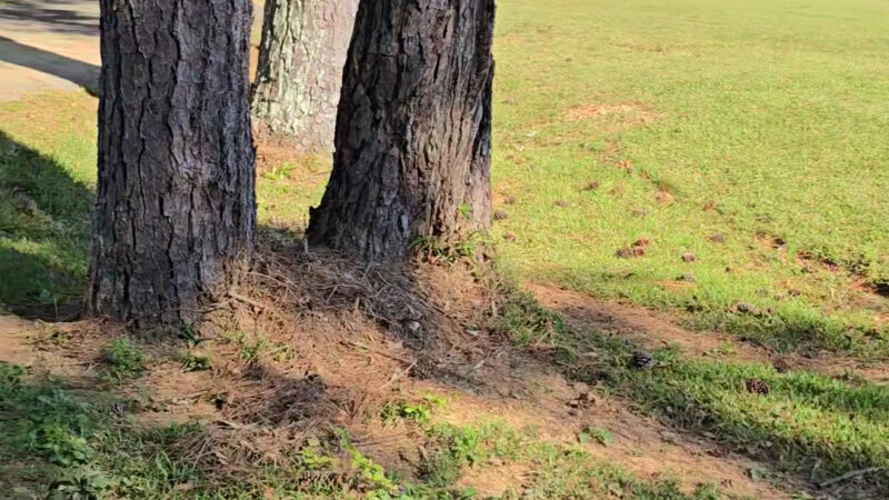 Shag Williams Park - Rome, GA