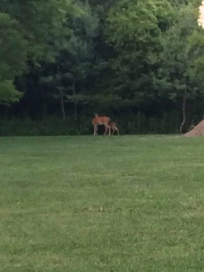 Haselton Park - Rome, NY