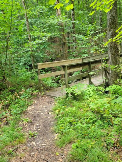 Pitch Pine Bog Conservation Area And Nature Trail - Rome, NY