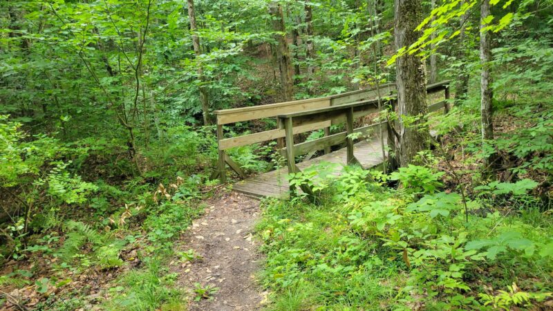 Pitch Pine Bog Conservation Area And Nature Trail - Rome, NY