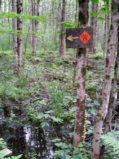 Pitch Pine Bog Conservation Area And Nature Trail - Rome, NY