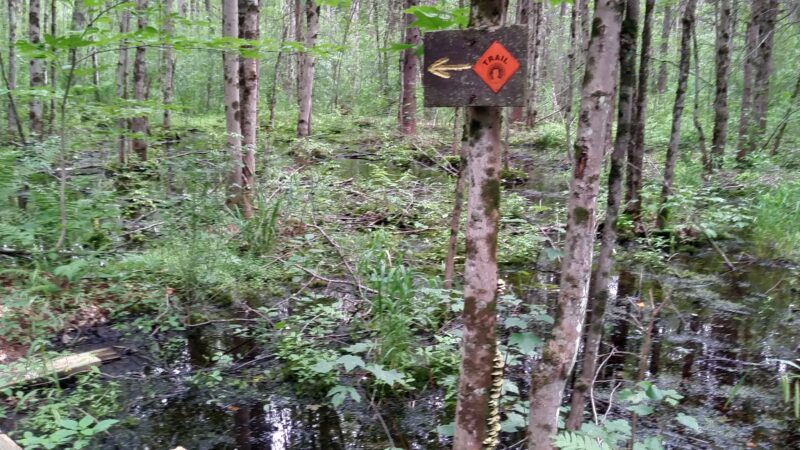 Pitch Pine Bog Conservation Area And Nature Trail - Rome, NY