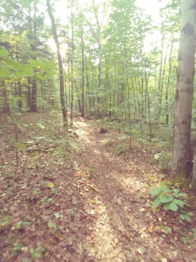 Pitch Pine Bog Conservation Area And Nature Trail - Rome, NY