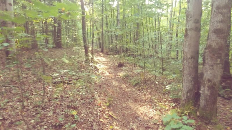 Pitch Pine Bog Conservation Area And Nature Trail - Rome, NY