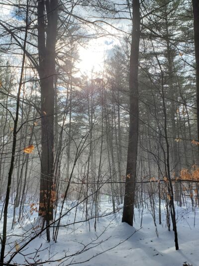 Pitch Pine Bog Conservation Area And Nature Trail - Rome, NY