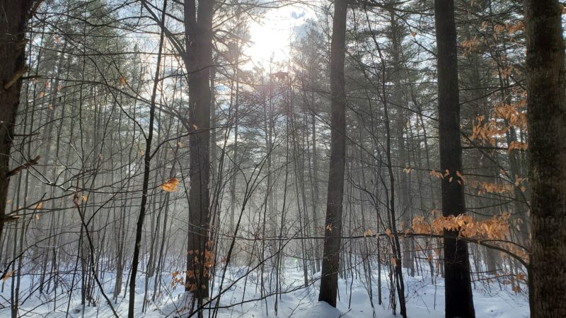 Pitch Pine Bog Conservation Area And Nature Trail - Rome, NY