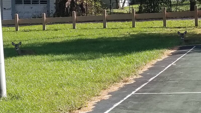 Gryziec Field - Rome, NY