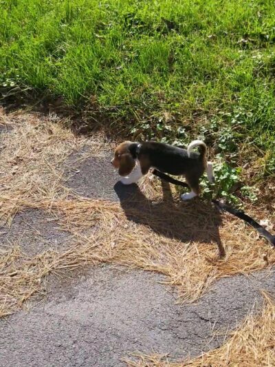 Gryziec Field - Rome, NY