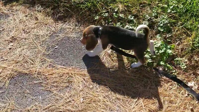 Gryziec Field - Rome, NY