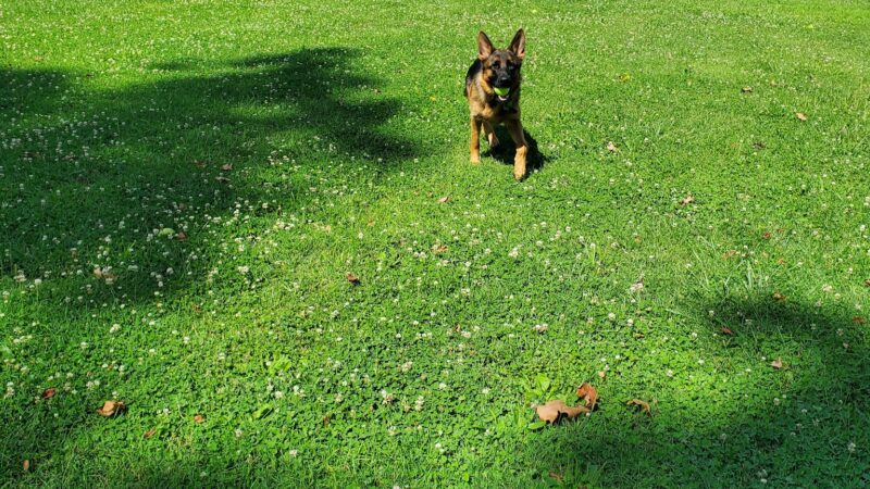 Ronceverte Dog Park - Ronceverte, WV