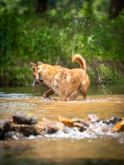 Hurricane Creek K9 - Roopville, GA