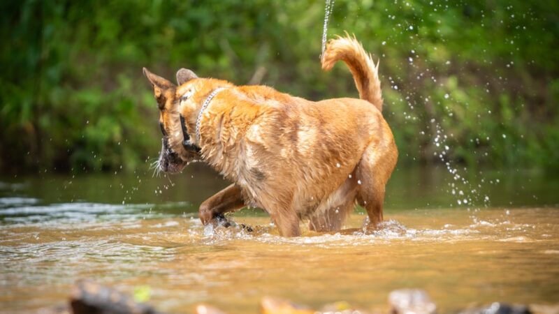 Hurricane Creek K9 - Roopville, GA